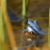 Skokan ostronosy - Rana arvalis - Moor Frog 9676